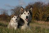 ALASKAN MALAMUTE 547